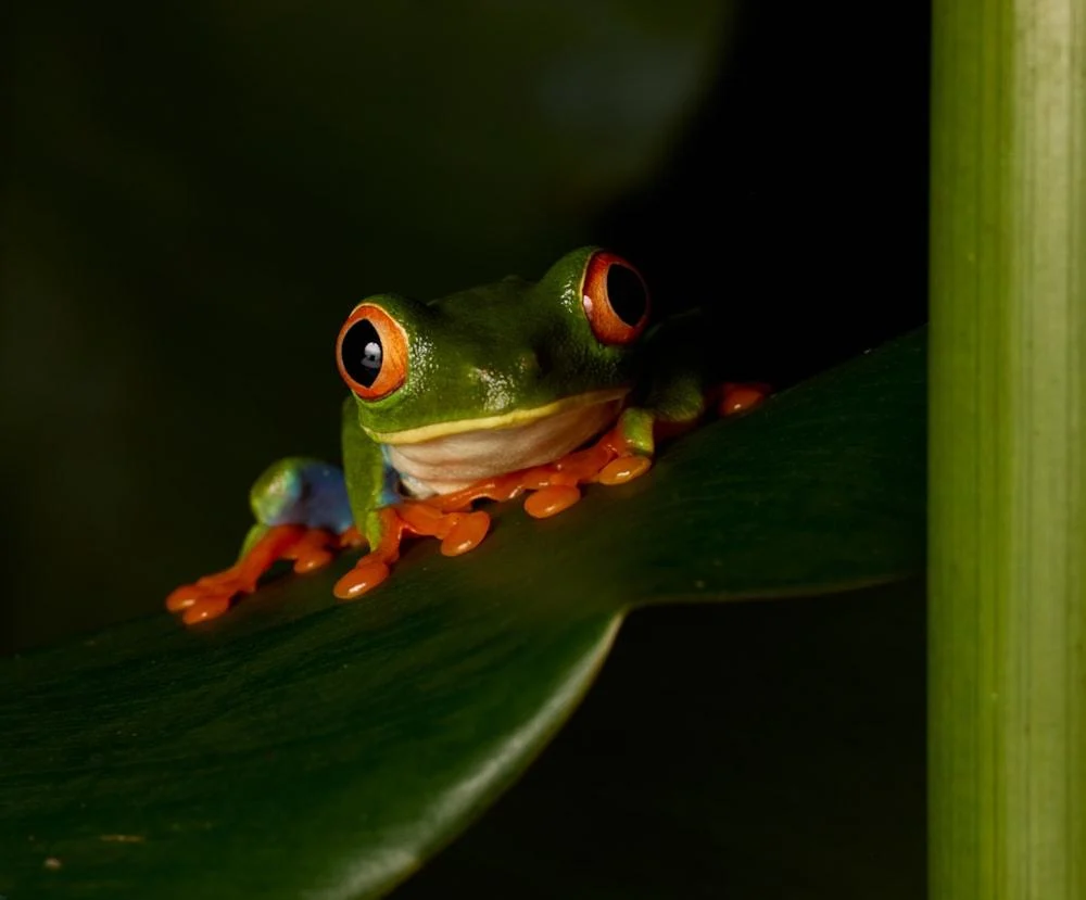 Grenouille aux yeux rouges sur feuille verte