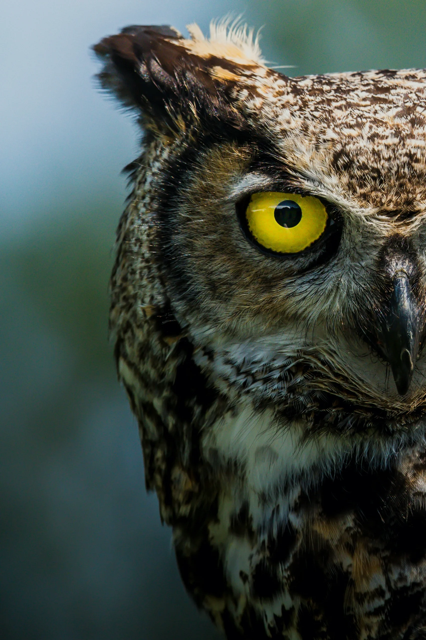 Gros plan d’un hibou aux yeux jaunes perçants