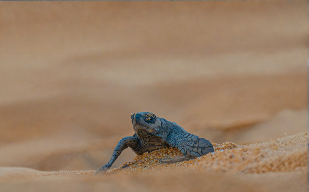 Bébé tortue marine rampant sur le sable
